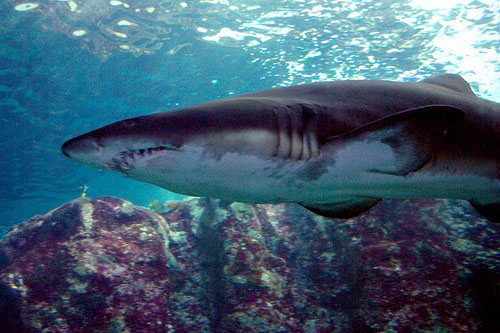 kayakiste rencontre un requin blanc